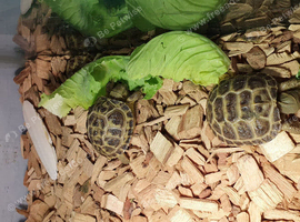Baby horsefield tortoise with full set up