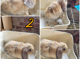 Lion Lop Babies READY NOW!