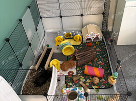 2 male guinea pigs with everything