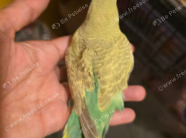 Tame baby budgies