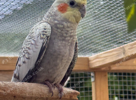 Male cockatiel