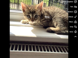 beautiful mixed bengal kittens