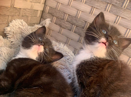 Adorable black and white kittens