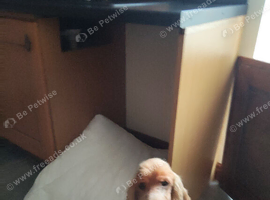 Cocker spaniel adult