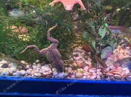 African dwarf Frogs
