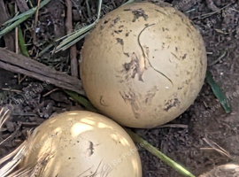 White pheasant eggs