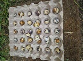 Fertile coutanix quail eggs