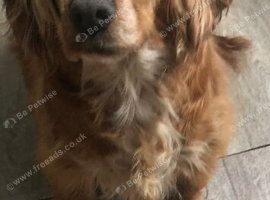 Cocker spaniel puppy&rsquo;s for sale