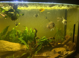 6 rummynoses 5 black skirts 1 angel fish 1 honey gourami and an electric blue acara
