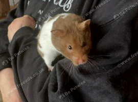 Male hamster to be rehomed