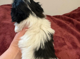 Two adorable Shih Tzu's
