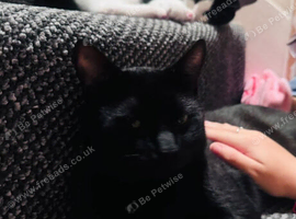 2 male cats