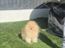 Pomeranian boy teddy bears Rusia
