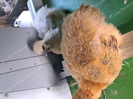 Silkie hens white and brown