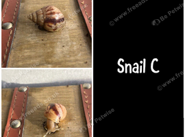 2 baby giant African land snails