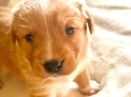Health-tested Border Collie &times; Fox Red Labrador puppies &mdash; carefully bred and raised