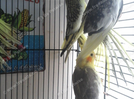 Baby cockatiels
