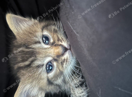 5 kittens