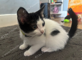 Beautiful female kitten