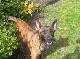 Belgian Malinois x Dutch shepherd