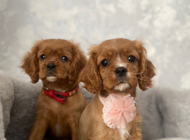 Cavalier King Charles