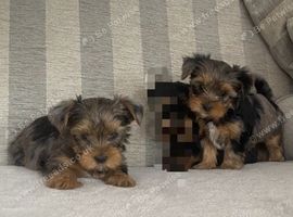 REAR COLOURED MERLE YORKIES