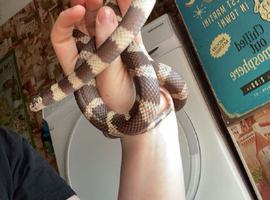 Snakes for sale