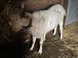 Saanen billy goat (entire)