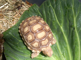 Sulcata tortoises