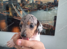 Miniature dachshunds