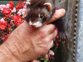 Beautiful ferret kits for sale