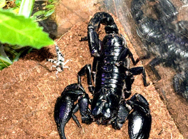 Giant forest scorpion