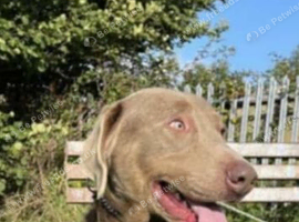Male labrador