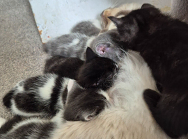 Half ragdoll kittens