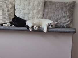 Two cats for sale