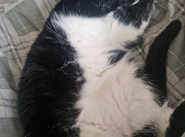 2 male tuxedo cats