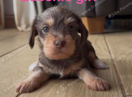 Chichi X miniature Wirehaired Dachshund puppies DNA health checked parents