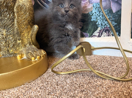 Beautiful fluffy Ragcoon kittens