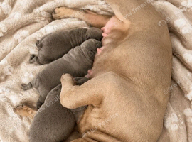 Three Beautiful French Bulldog Puppies Looking for Their Forever Homes