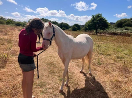 Beautiful cremello 3yr old 13h