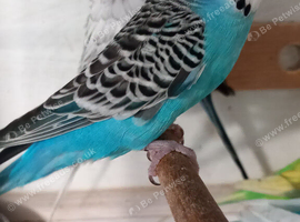 breeding age cock budgies