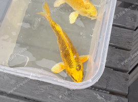 Koi carp