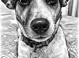 Intact male jrt