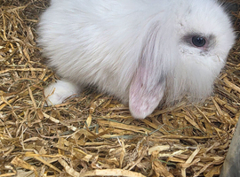 Baby Lop ear & lion head Rabbits