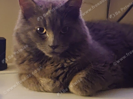 Male cat
