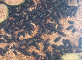 Darkling beetles and mealworms