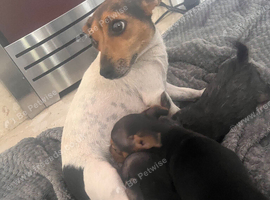 Jack russle x yorkie