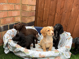 Stunning Cocker spaniel puppies