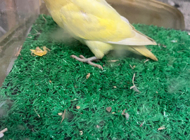 Lovebirds