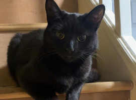 Female cat 18 months looking for her forever home